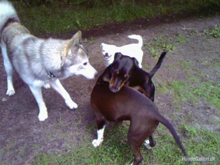 Alaskan malamute sniffer billede 2