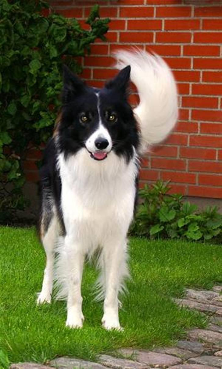 Border collie Tjamp - "Se mig - jeg er ude på narrestreger" billede 8