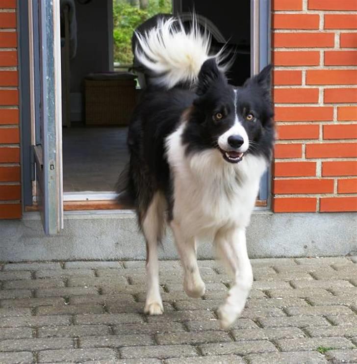 Border collie Tjamp - Tjamp i fuldt firspring ud for at se om der kommer nogen... billede 9