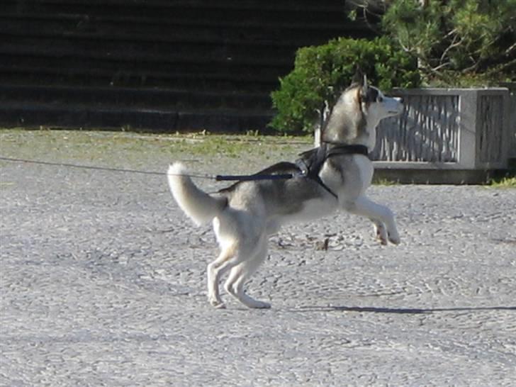 Siberian husky Kenzo - kenzo i hopla billede 11