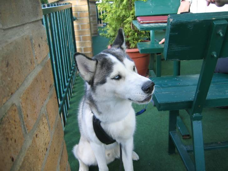 Siberian husky Kenzo - såå  sød billede 12