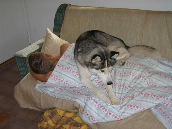 Siberian husky Kenzo - vores særlige vækkeur  billede 14