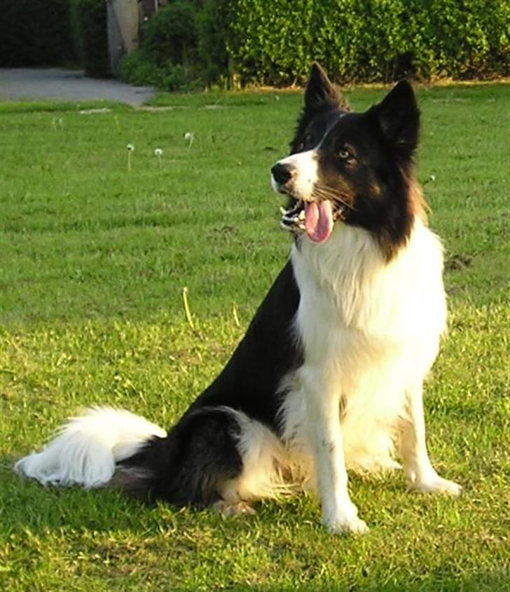 Border collie Tjamp - Besøg hos Lucy og hvalpene juni 2007 billede 10