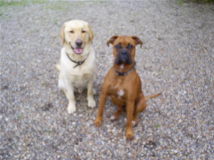 Labrador retriever Oskar - Oskar har Lucca på sommerferie(o; De hyggede sig billede 14