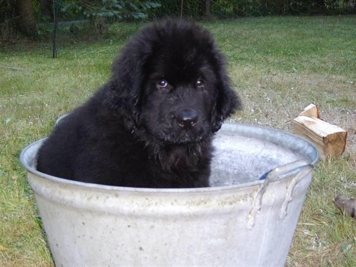 Newfoundlænder Maximus død juli 2008 fra - jeg eeeelsker vand, så skal altid tjekke alle baljer om der nu skulle være en smule vand tilbage... billede 1