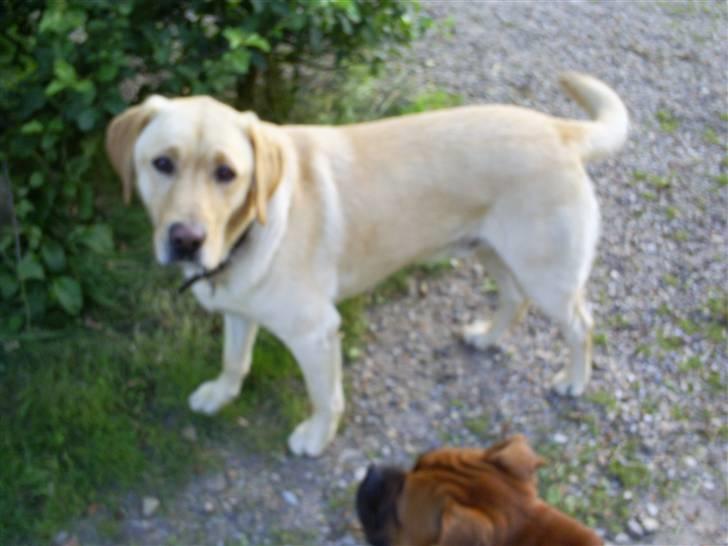 Labrador retriever Oskar - Flot fyr billede 15