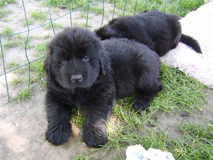 Newfoundlænder Maximus død juli 2008 fra - mig og min bror billede 3