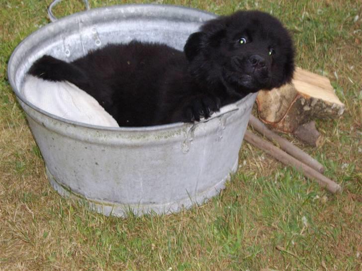 Newfoundlænder Maximus død juli 2008 fra - engang var jeg lille og kunne ligge i baljen, nu skal det vidst være badekaret, hvis jeg skal kunne være der billede 5