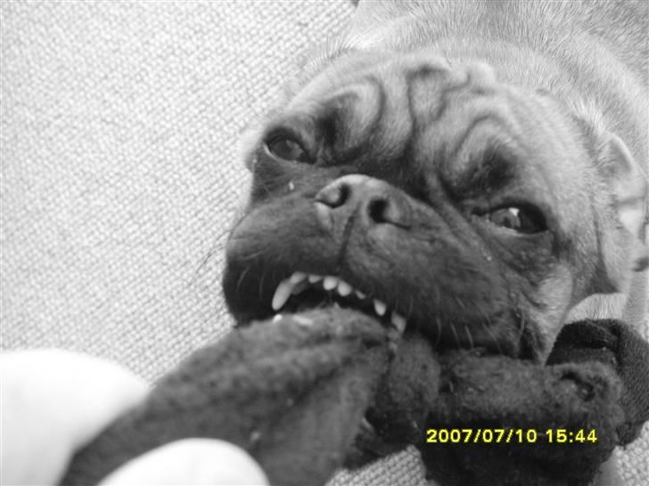 Blanding af racer Magnus - GRRRR jeg er farlig billede 13