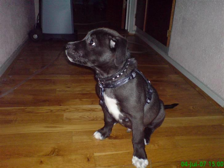 Amerikansk staffordshire terrier vaps billede 11