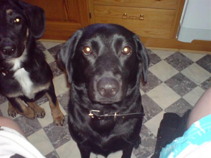 Labrador retriever Tøsen - se er jeg ikke bare fin?? billede 1