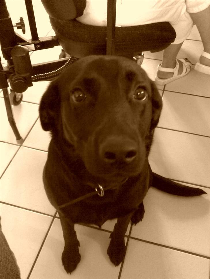 Labrador retriever Tøsen billede 2