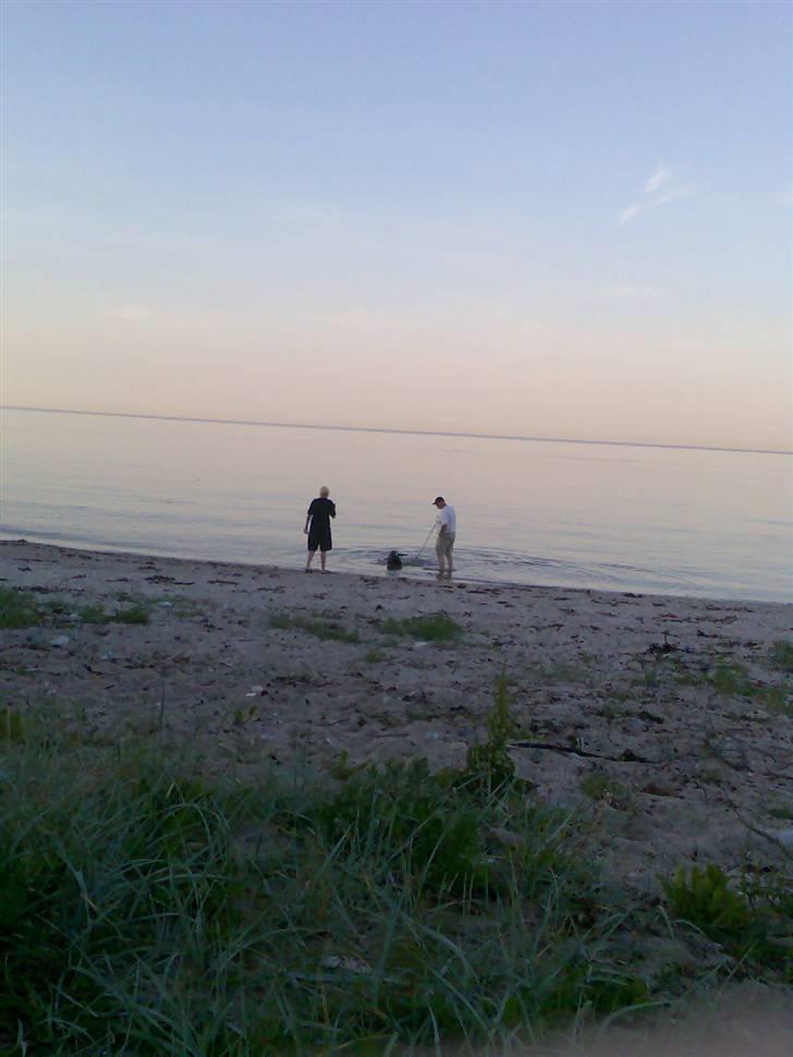 Labrador retriever Tøsen - med min nye familie ved stranden for 1. gang, så skal de se VANDHUND.  billede 3
