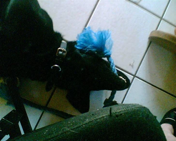 Labrador retriever Tøsen billede 4