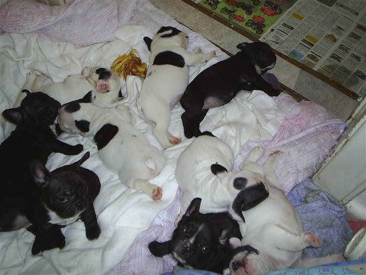 Fransk bulldog THORKILD SOLGT - så skal der slappes af billede 4