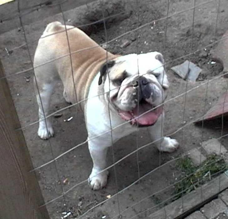 Engelsk bulldog biffi billede 13