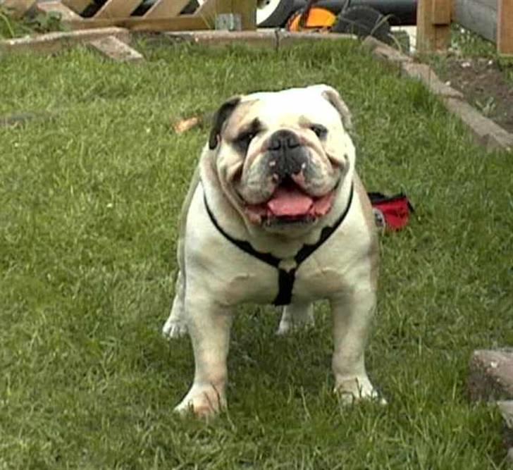 Engelsk bulldog biffi billede 14
