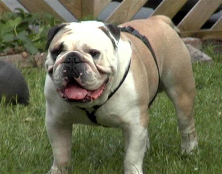 Engelsk bulldog biffi billede 15