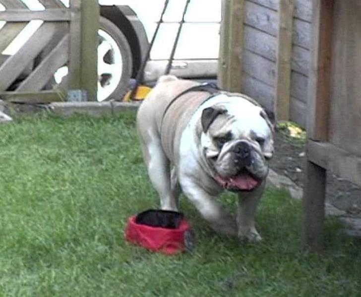 Engelsk bulldog biffi billede 16