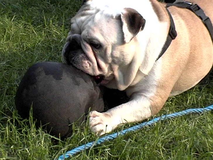 Engelsk bulldog biffi billede 17