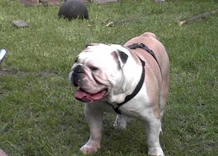 Engelsk bulldog biffi billede 18