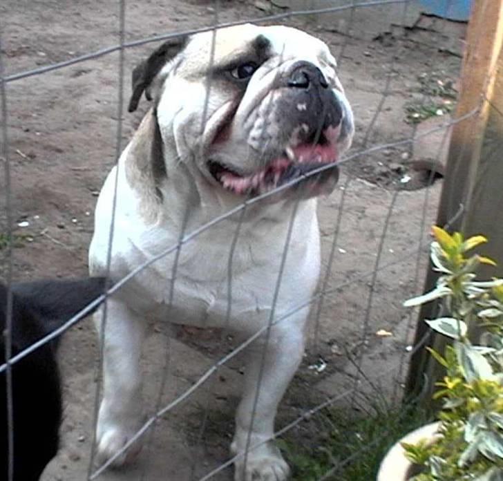 Engelsk bulldog biffi billede 19