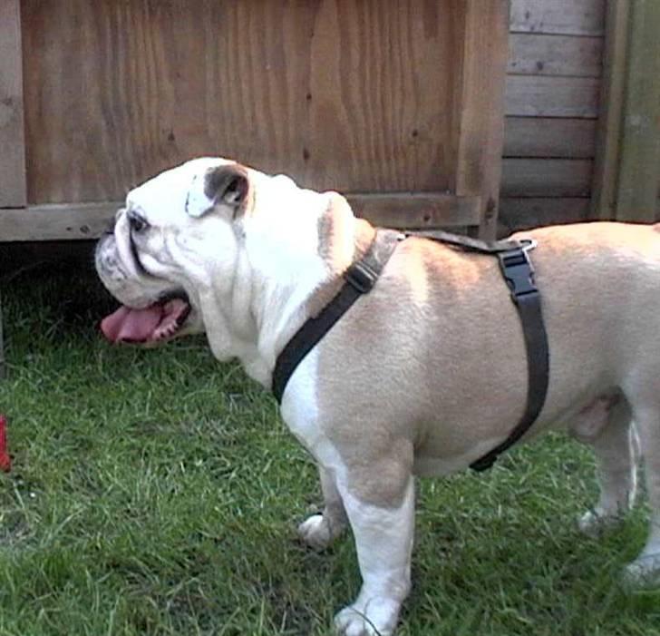 Engelsk bulldog biffi billede 20