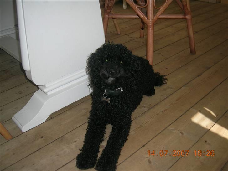 Mellempuddel Mickey billede 1