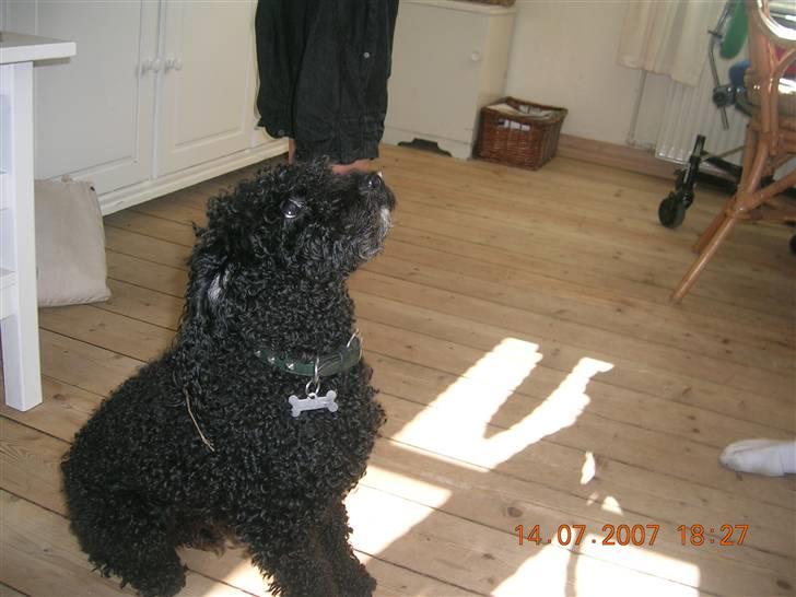 Mellempuddel Mickey billede 2