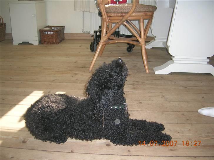 Mellempuddel Mickey billede 3