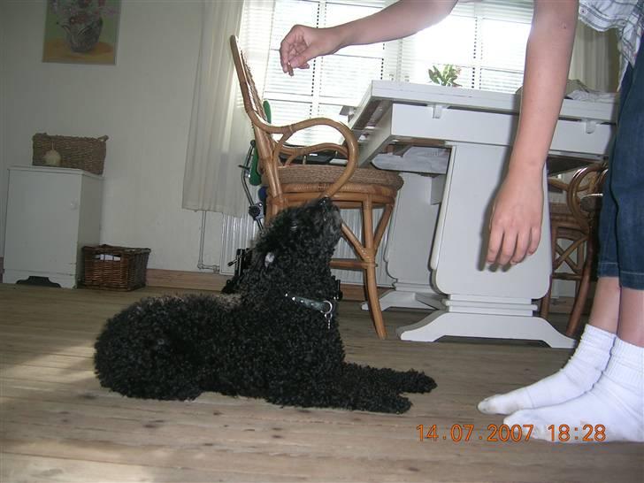 Mellempuddel Mickey billede 4