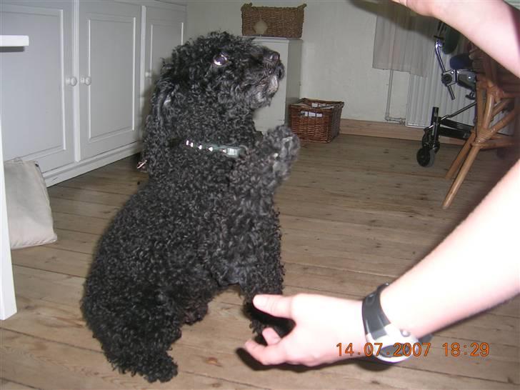 Mellempuddel Mickey billede 5