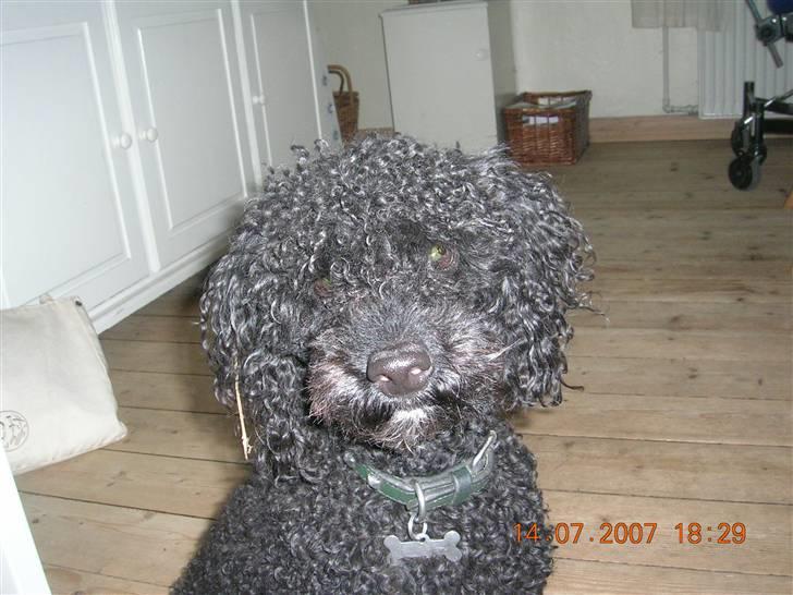 Mellempuddel Mickey billede 6