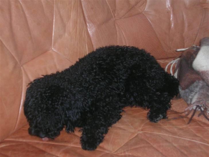 Mellempuddel Mickey - mickey vil smage på sofaen billede 7