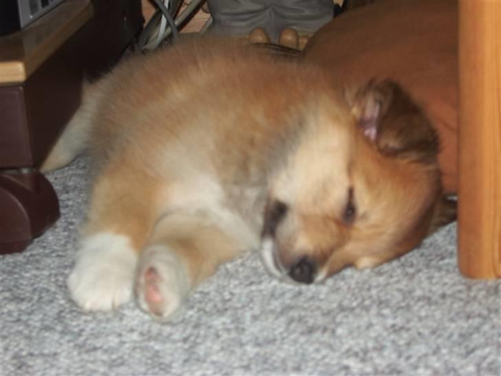 Islandsk fårehund Libell billede 13