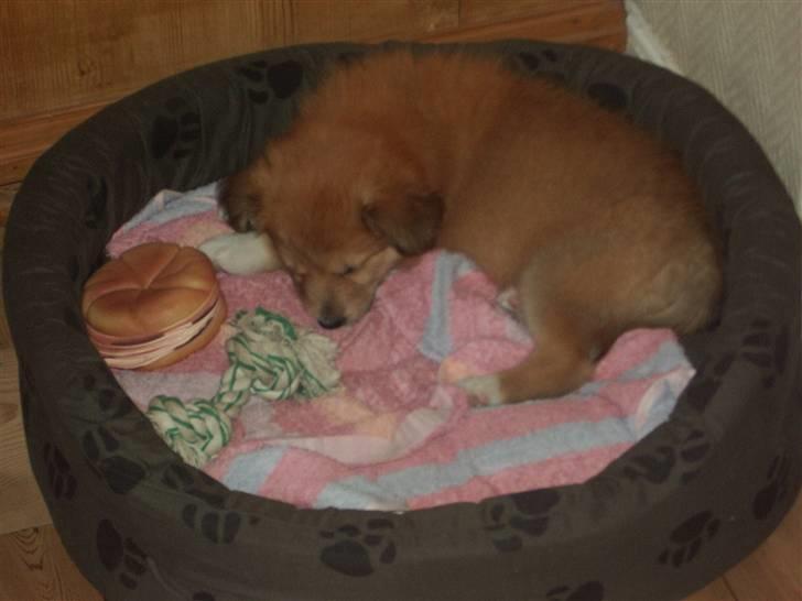 Islandsk fårehund Libell billede 14