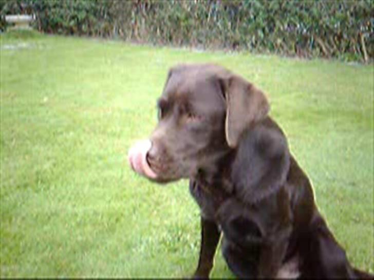 Labrador retriever Malde - yes, min tunge kan røre min næse..:D billede 5