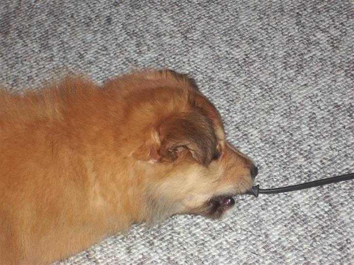 Islandsk fårehund Libell billede 15