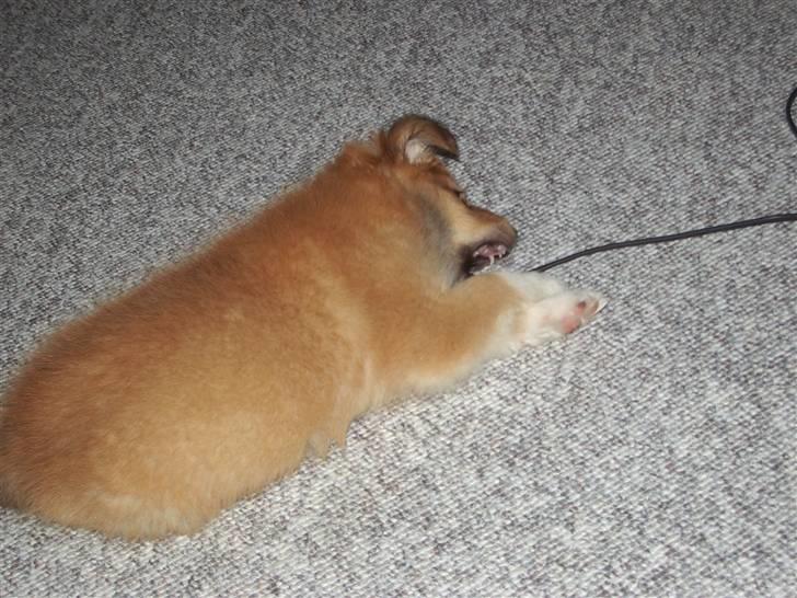 Islandsk fårehund Libell billede 16