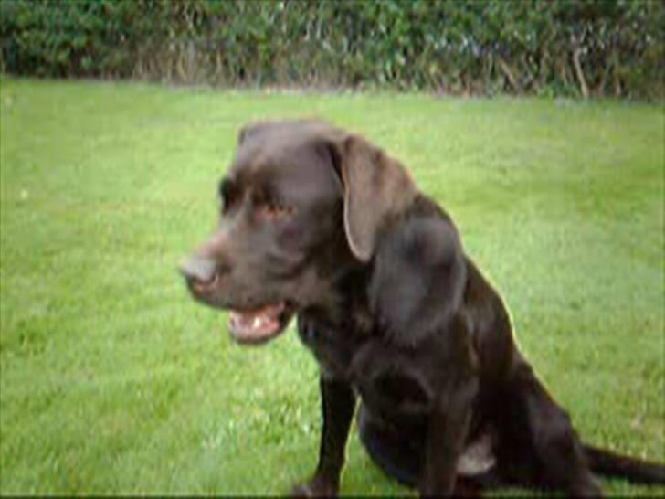 Labrador retriever Malde - inponeret! billede 6