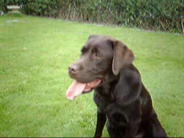 Labrador retriever Malde billede 7