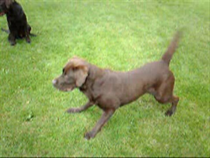 Labrador retriever Molly - er jeg ikke bare flot! billede 7