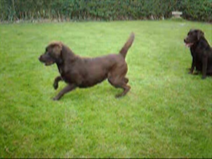 Labrador retriever Molly billede 8