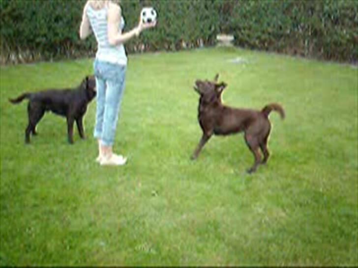 Labrador retriever Molly billede 9