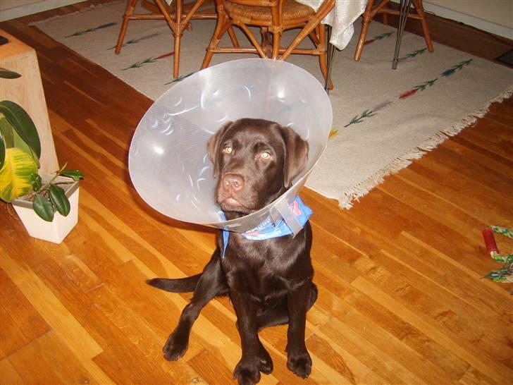 Labrador retriever Malde - lige kastreret.. billede 8