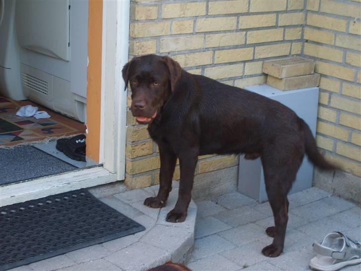 Labrador retriever Malde billede 9