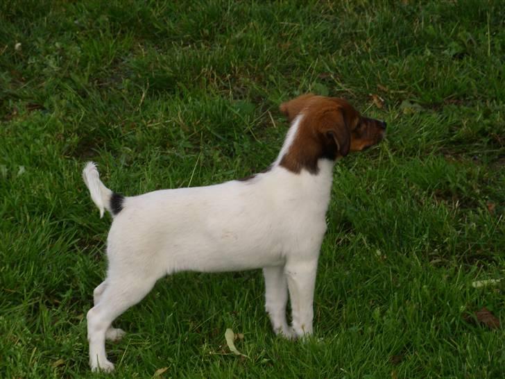 Blanding af racer Lotus billede 3