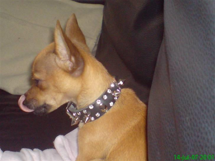 Blanding af racer |Chi/DP| Lasse prinsen - se det mig med mit nye killer halsbånd :) jeg ser bare så faaarlig ud :D  billede 13