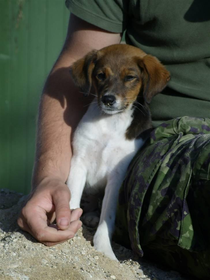 Blanding af racer Lotus billede 4