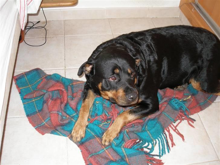Rottweiler Chilli billede 1